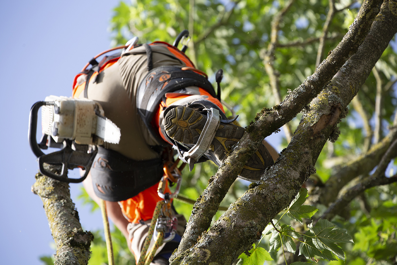 David Remaud élagage cholet - Élagueur professionnel - Abattage d'arbre