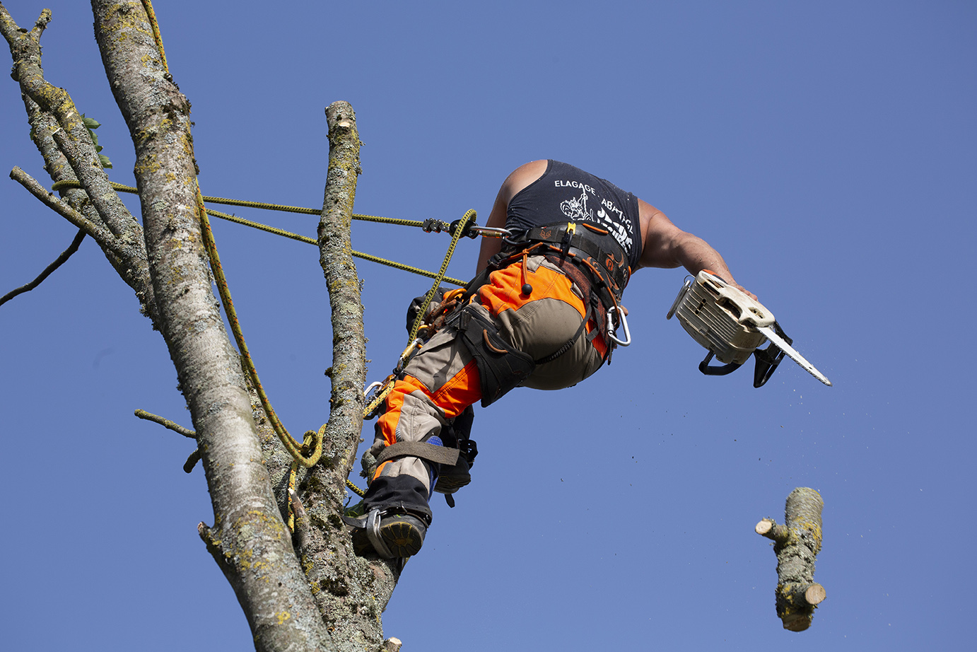 David Remaud élagage cholet - Élagueur professionnel - Abattage d'arbre