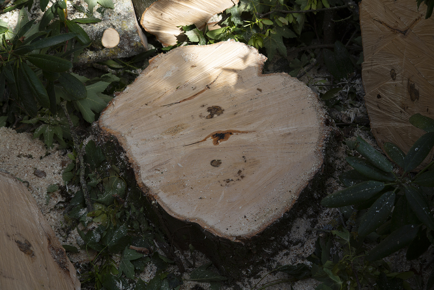 élagage cholet - Élagueur professionnel - Abattage d'arbre cholet