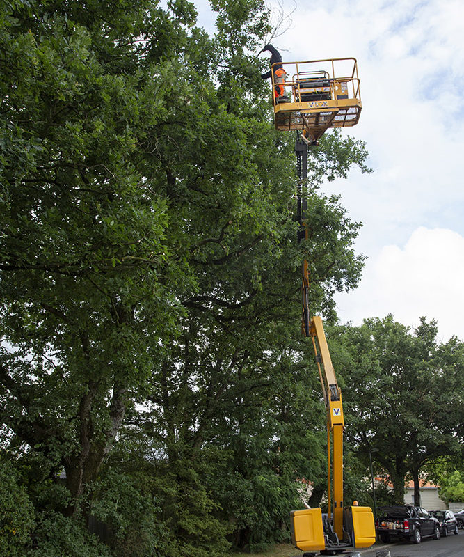 Élagueur cholet - Abattage d'arbre - Elagage avec grue