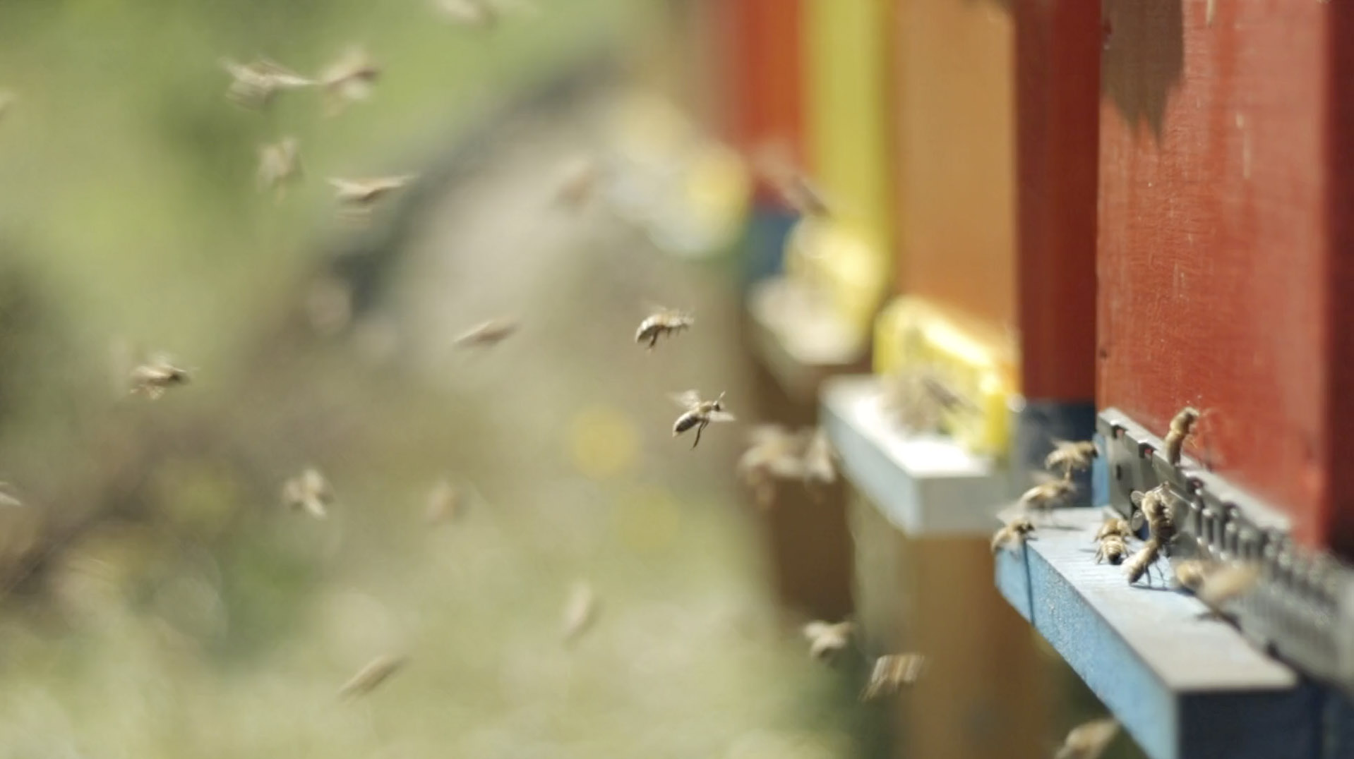 Élagueur cholet - Abattage d'arbre - Essaim d'abeilles sauvé